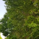 국도24호선가로수 이미지