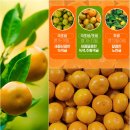 신정농산 | 서귀포달코미 제주감귤 과일배송은 역시 능주농산이죠