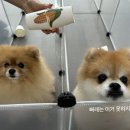 돌봐줄개 네이버블로그