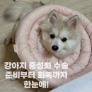 수호동물병원 | [강아지 중성화 수술 후기] 준비부터 회복까지! 수호의 이야기