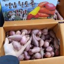 영암 세척 호박고구마&꿀고구마 특가판매!!!! 이미지