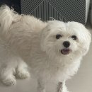 마음을 읽어주는 마음동물병원 | 화정역동물병원 후회가 가득했던 알러지 피부염 치료 후기