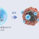 암세포 대항 면역 세포 NK T세포 면역력 활성화 이미지