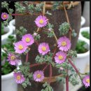 광림농장 이미지