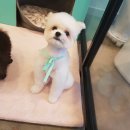 까르르멍멍 이미지