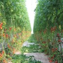 하이농장 이미지