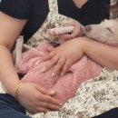 포근하개 이미지