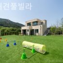 모모애견 이미지