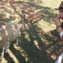 무등산양떼목장 이미지