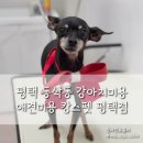 캉스펫 | 평택 애견미용 동삭동 강아지미용 애견분양도 가능한 캉스펫 평택점 후기