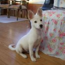 하나유키 이미지