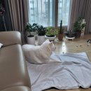 누리켄넬 이미지