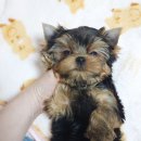 루시드 리엔 이미지