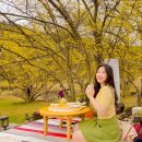 도립리 육괴정 | 이천 산수유 축제 기간 봄꽃 개화시기 마을 주차장