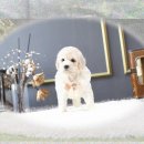 말티네 집 | 횡성 강아지입양 운명처럼 만난 말티슈입양 후기