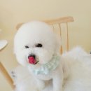 시크펫 그루밍 이미지