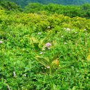 오지 1리 이미지