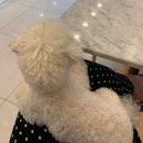 히푸(HIPPU)