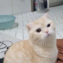 그루그루밍 이미지