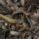 여수대로 이미지