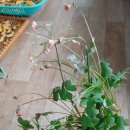 노랑퍼피 이미지