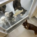 바미애견유치원 이미지