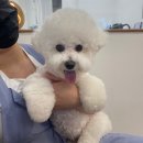 라앤도그