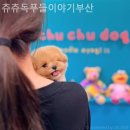 츄츄독 푸들이야기 부산 강아지분양 이미지