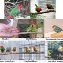 Red-faced Parrot Finch 일환조 기르기(2) 이미지
