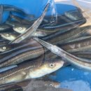 눈꽃횟집 이미지