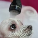 이든펫샵 이미지