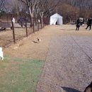 땅콩애견놀이터 네이버블로그