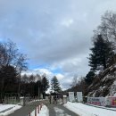 자작나무 | [강원도 인제 가볼만한곳 추천 ]원대리 자작나무숲 설경 후기