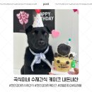 풀하우스참치 | [천안]곡식이네수제간식 케이크&생일상 내돈내산