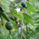 하늘타리 이미지