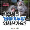 확산우려 원숭이 두창 위험한가요? 이미지