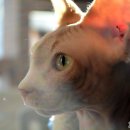 언제나고양이 이미지