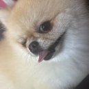 봉쥬르 살롱 | 🧸 인형이야 강아지야? 봉쥬르밀크숑에서 곰돌이컷 미용 후기🐾