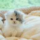 고양이 수염 이미지