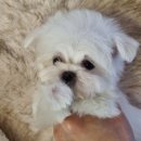 강아지분양 애견입양 아이러브독 천안점 말티푸미니비숑포메 | 부천강아지입양, 소중한 가족을 만나는 행복한 여정