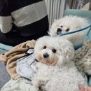 (주)기우메디칼 | 강아지 십자인대파열 수술 후기(대전 타임동물병원 입원)