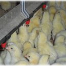 철성농장 이미지