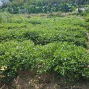 섬말농장 이미지