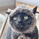 졸또 이미지