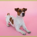 사랑가득 동물병원 이미지