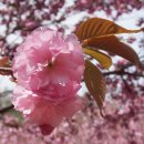 4.20 전주 왕벚꽃과 한옥마을, 팔복예술공장 후기 이미지