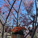 호주 퍼스 일상| Swan Valley tour - 겨울대비 꿀 사러 The Honey House🍯🐝✨, Whistler&#39;s Chocolate...