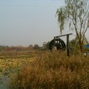 인천서구국화축제 이미지