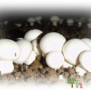 양송이 카카오 검색결과