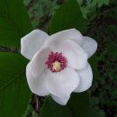 산목련 Daum카페
